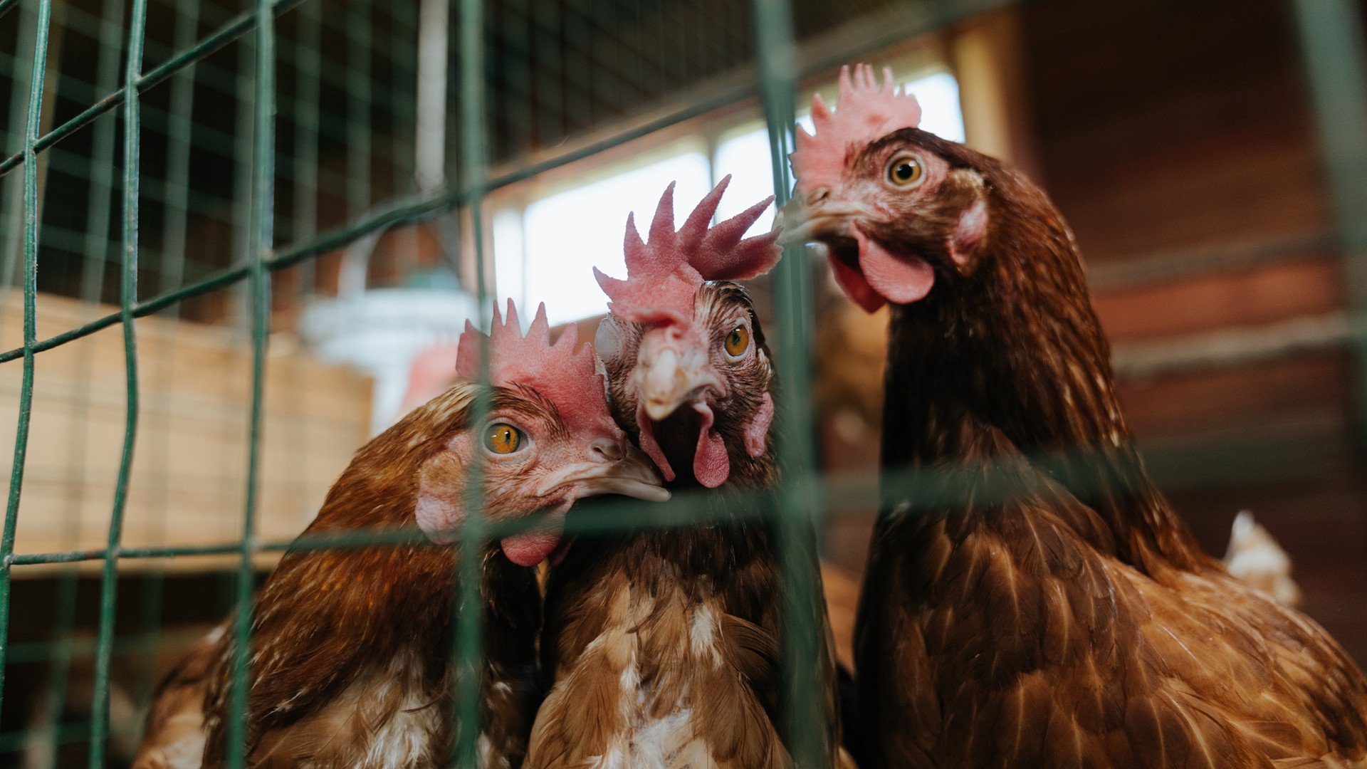 拉文双十秀主导攻防，鹈鹕主场复仇独行侠