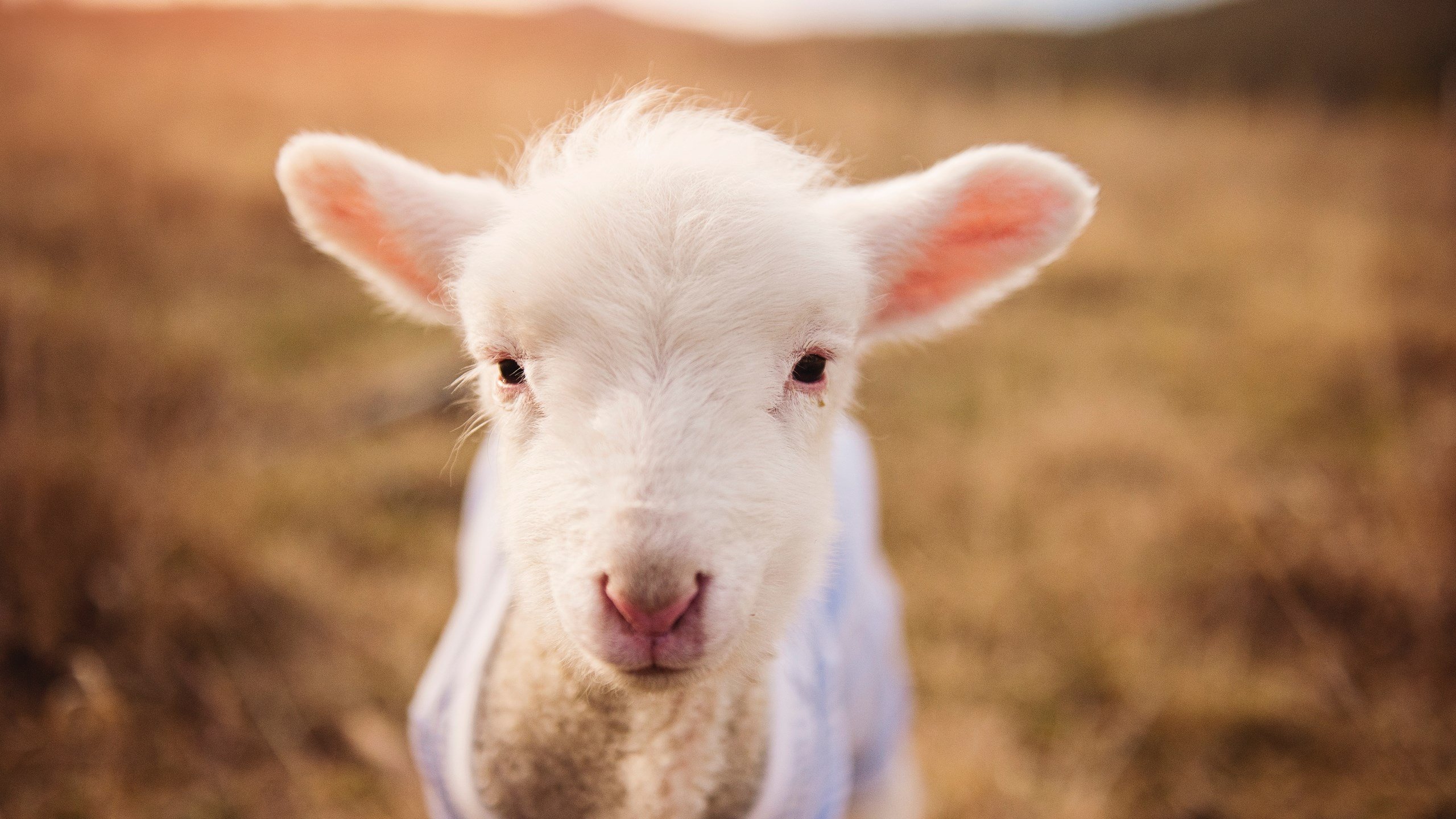 恩佐的战争,当新黄金一代接过梅西的权杖