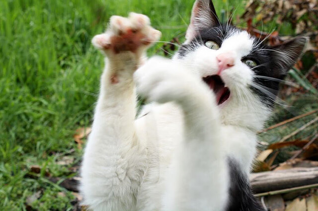 速度与掌控，当F1引擎轰鸣时，京多安在中场诠释另一种极速