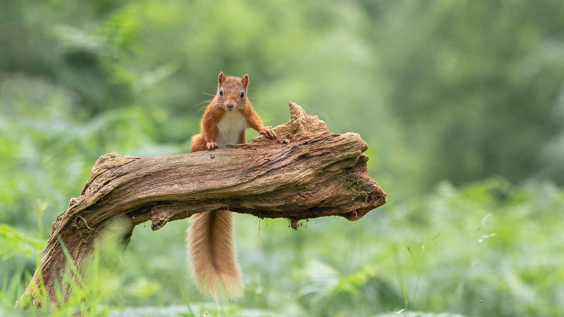 F1街道赛焦点战，魔术正面击溃广东队的赛道启示录