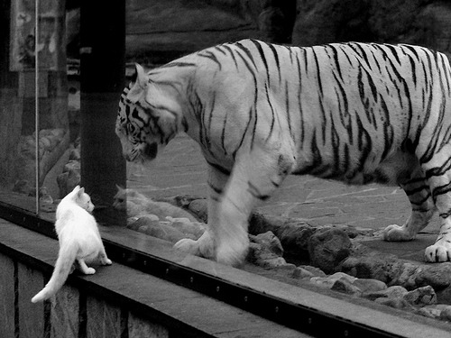 柏林之鹰降临波斯湾,格纳布里在委内瑞拉与卡塔尔的命运缝隙中连击