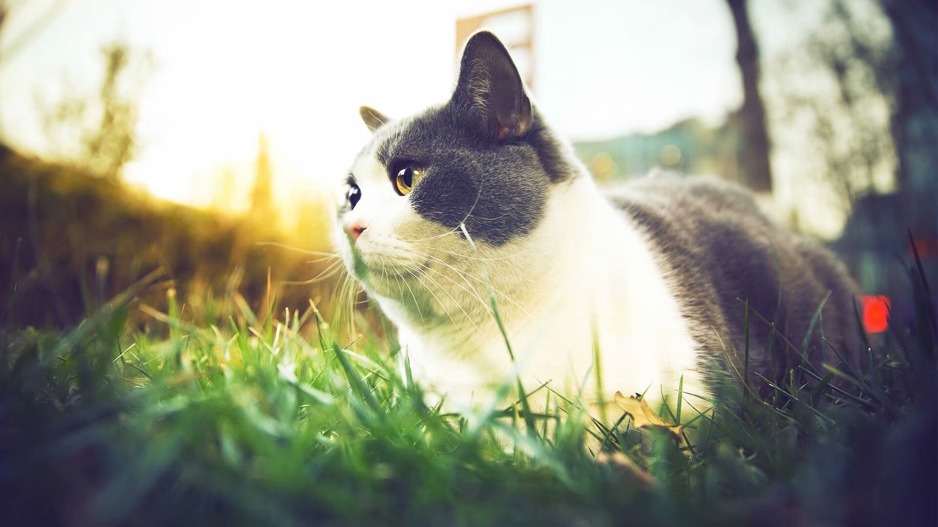 归化奇迹！内马尔关键先生首秀，乌克兰主场粉碎威尔士改写欧洲足球格局