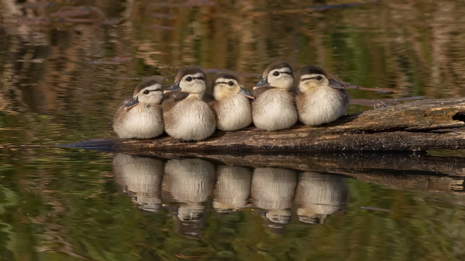 篮球宇宙的璀璨双星,雷霆风暴与欧冠之王的交相辉映