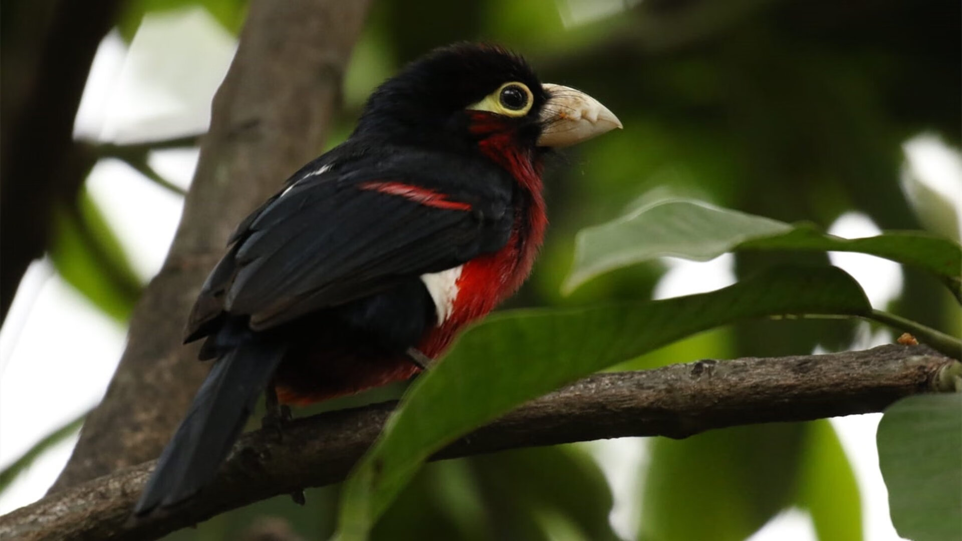 冠军基因，劳塔罗的锋刃与委内瑞拉的逆袭背后，是南美足球的精神密码