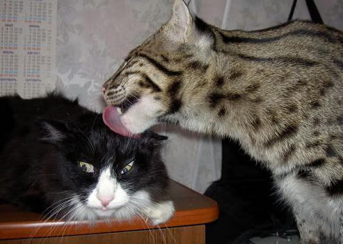 德罗赞血刃旧主刺穿天际，火箭铁桶阵反衬步行者防线崩坏