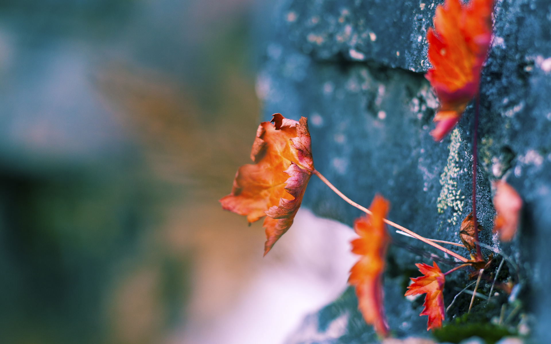 看到你给出的森林狼硬仗取胜灰熊，拉梅洛对手完全无解这一组合，一个非常有趣的矛盾点出现了—拉梅洛·鲍尔是夏洛特黄蜂队的球星，他并未出现在森林狼与灰熊的比赛中